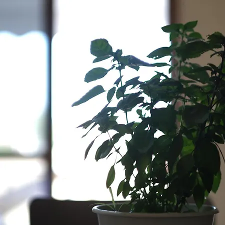 Apartmán Kalpazo Kaja Garden *
